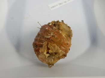 Media type: image;   Invertebrate Zoology 139727